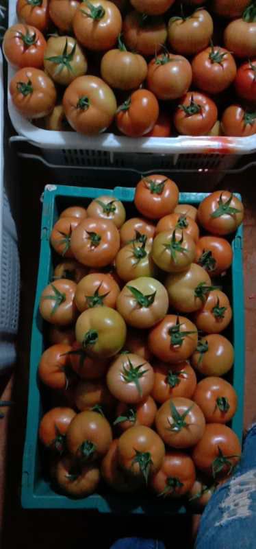 大红西红柿  西红柿石头果，石头果