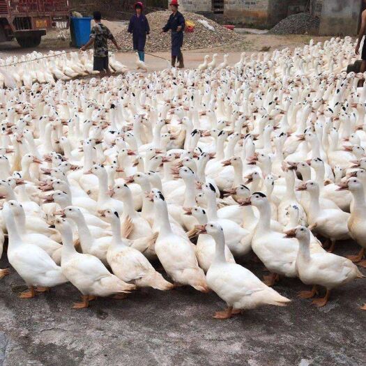 南宁 一点头鸭苗，瘦肉鸭，快大型，60天7斤，成年11-12斤。