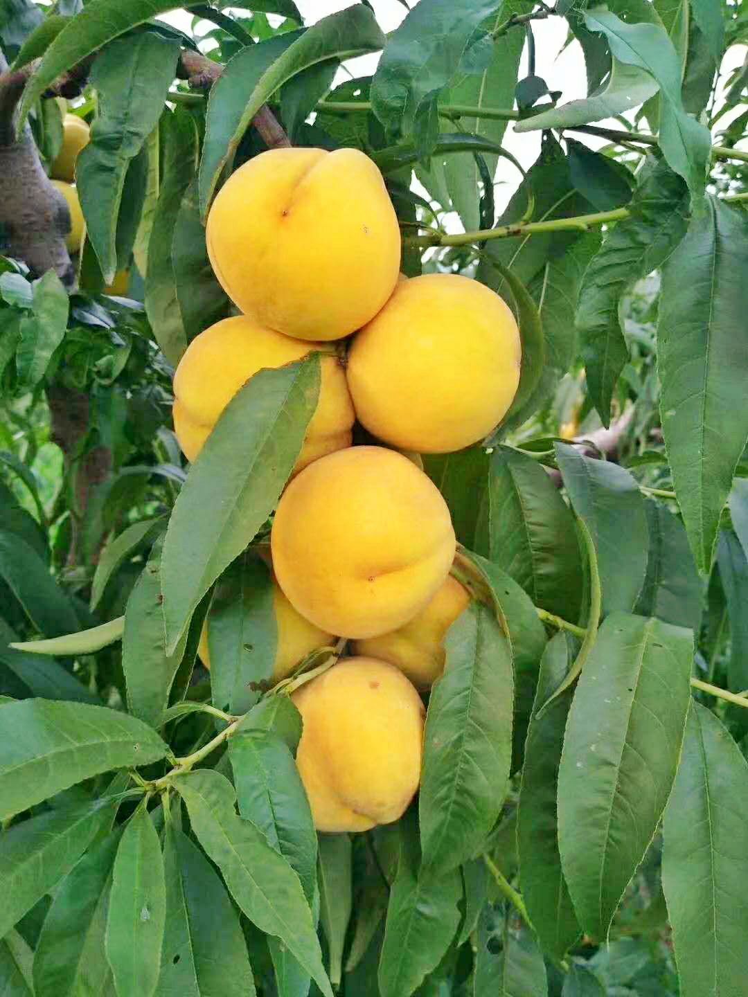  甜黄金黄桃蜜桃包甜果园直发