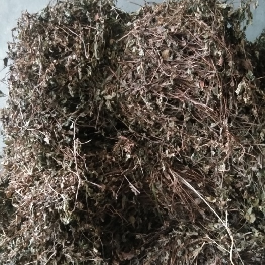 重庆市 鱼腥草干货，今年新货。