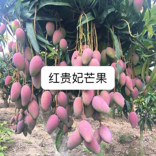 灵山县 芒果苗 红贵妃果苗