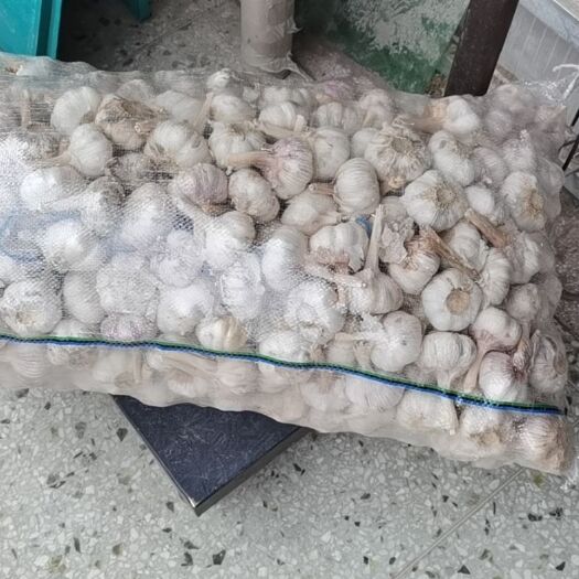 金乡县 金乡大蒜