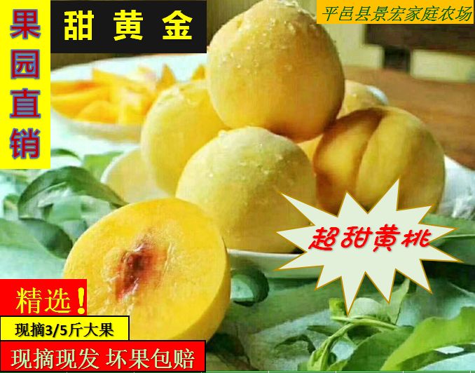  甜黄金黄桃蜜桃包甜果园直发