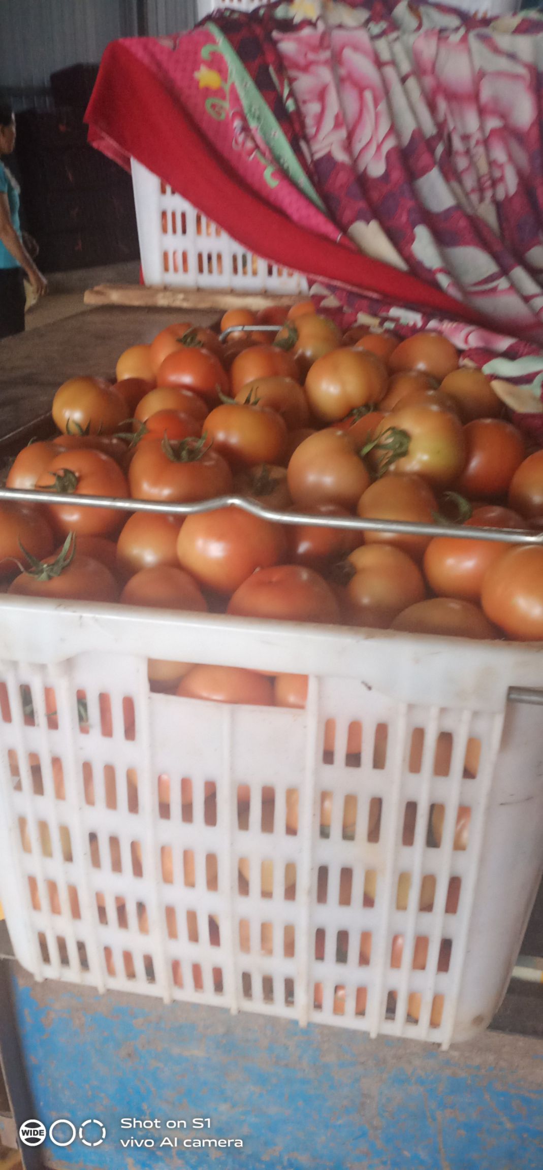 大红西红柿  西红柿石头果，石头果