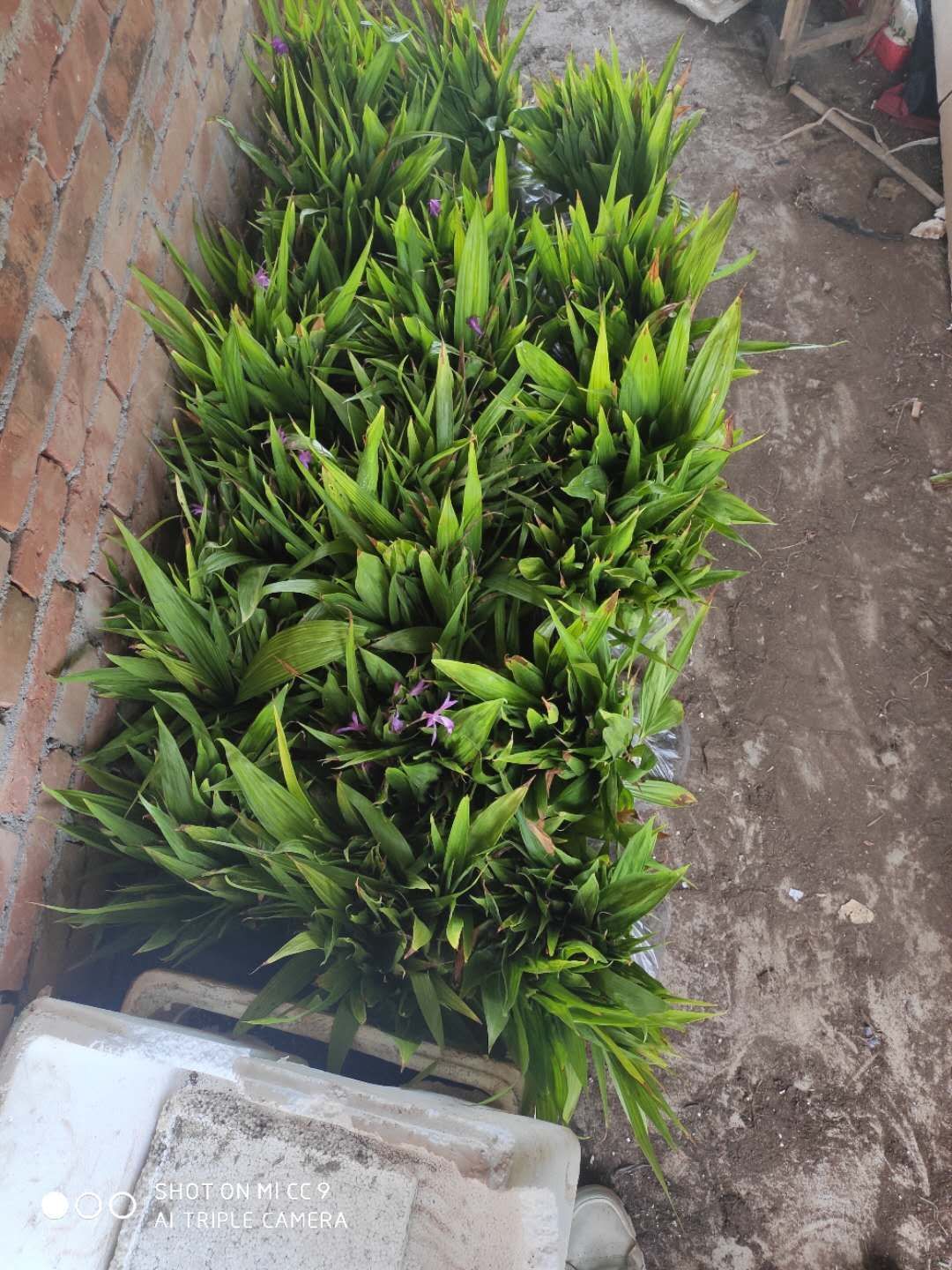白芨种苗陕西秦岭地鲜货药材种苗白芨苗紫花白芨苗