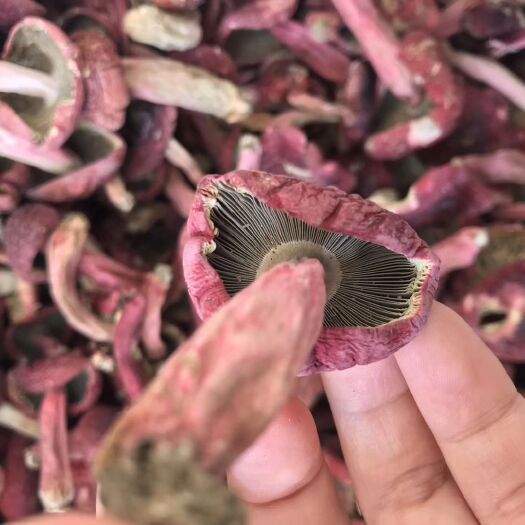 梧州 蓝底红菇