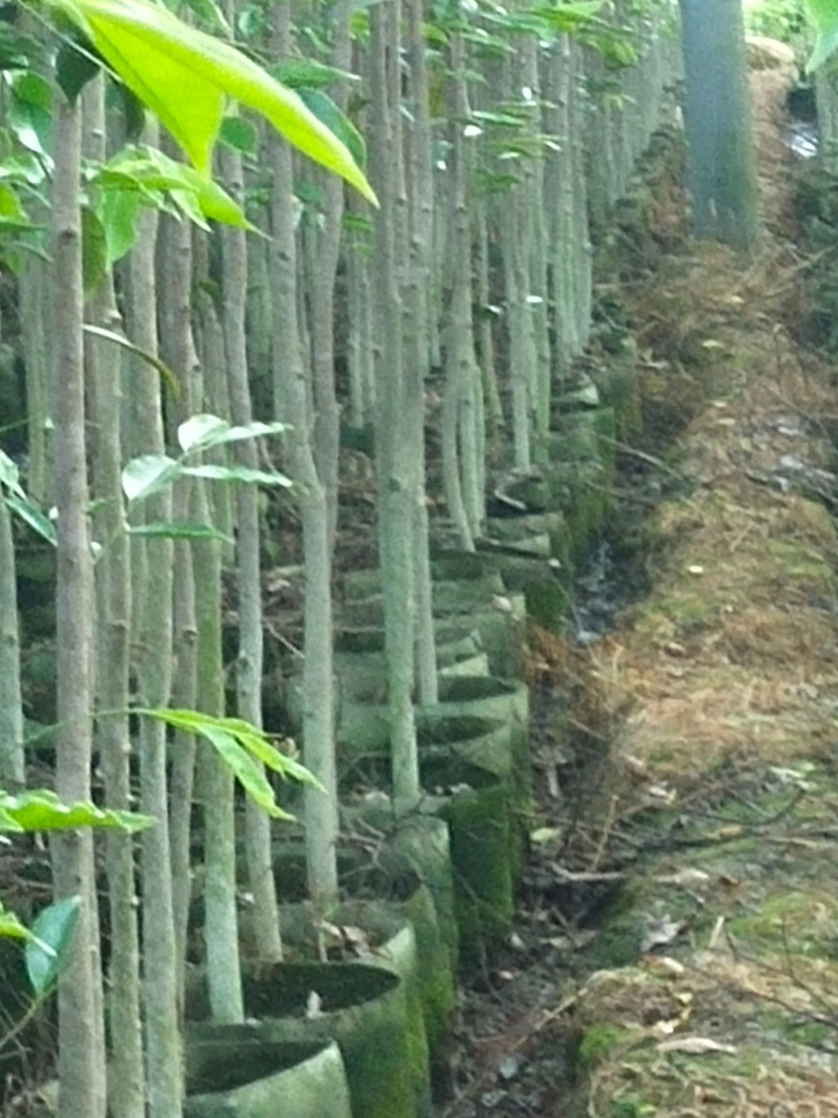 沉香苗 征地利器，沉香水桶杯袋苗(基地直销)