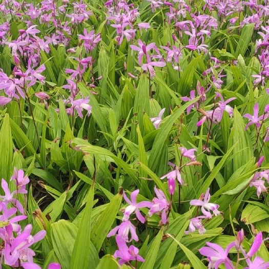 商洛白芨种苗陕西秦岭地鲜货药材种苗白芨苗紫花白芨苗