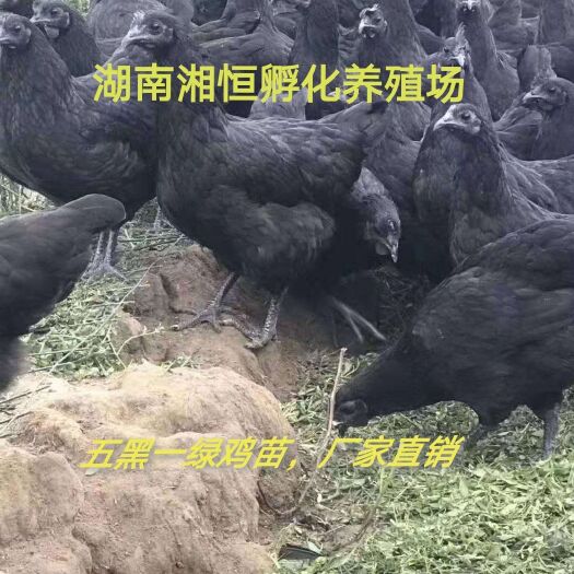 衡阳五黑一绿鸡苗 品种纯正，质量保证，包打疫苗，