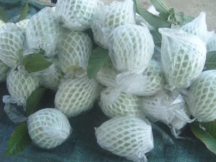  白心芭乐 现摘番石榴 5斤包邮当季水果支持代发