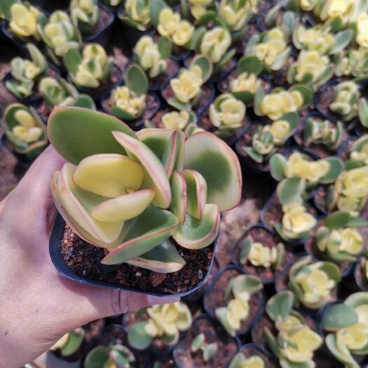 漳州 落日之艳一箱54盆140元