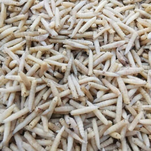 自贡四川成都自贡内江无菌粒冻保鲜高蛋虾蠏鱼蛋白质补充饲料