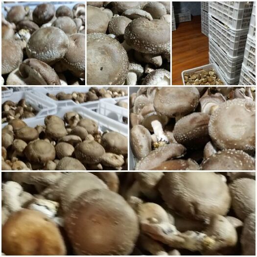 西安秦岭香菇 食用菌