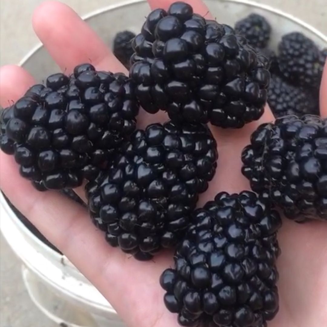 临朐县 黑莓苗新品种价格