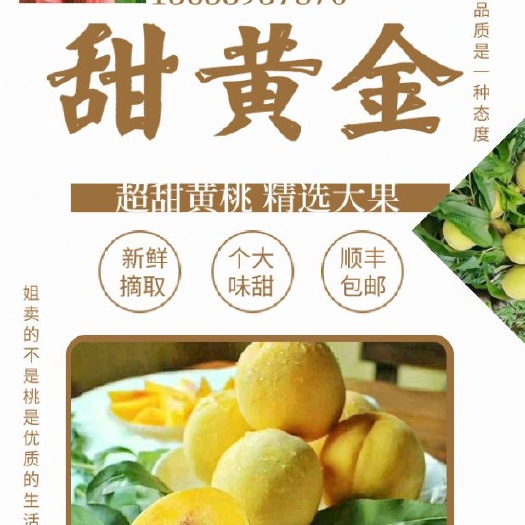 平邑县 甜黄金黄桃蜜桃包甜果园直发