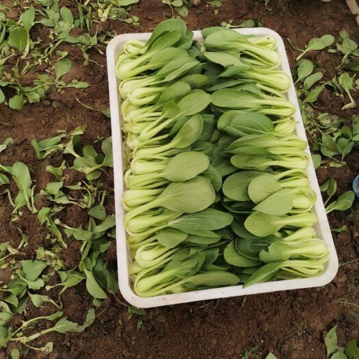 曹县 精品上海青小油菜，颗颗精品