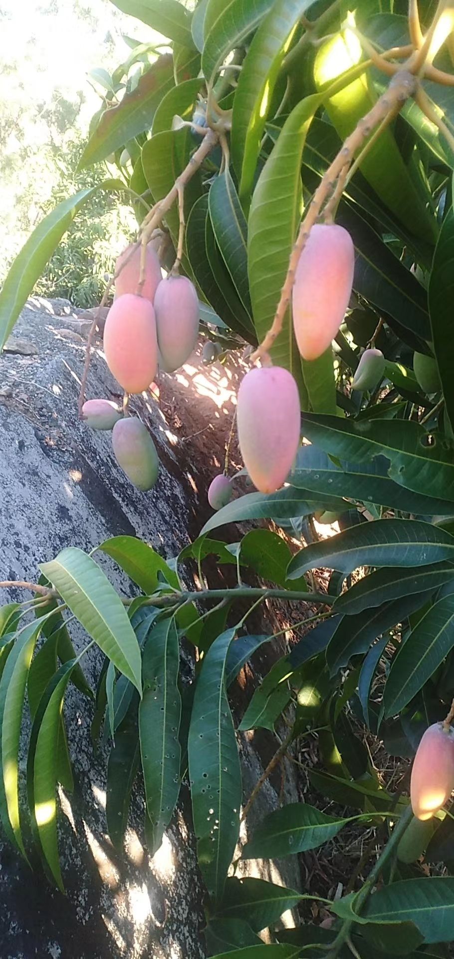 攀枝花芒果 攀枝花红贵妃