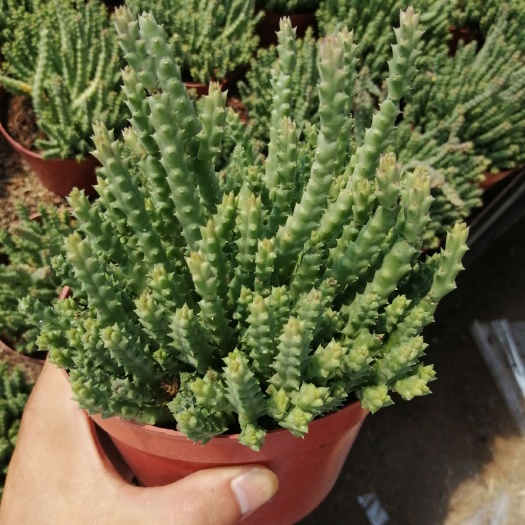 漳州 姬龙角一箱15盆120元