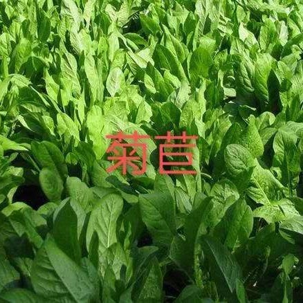 嘉祥县菊苣牧草种子产量高适应能力强收割多次牛羊驴马都可以吃