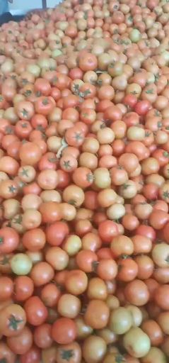 大红西红柿  西红柿石头果，石头果