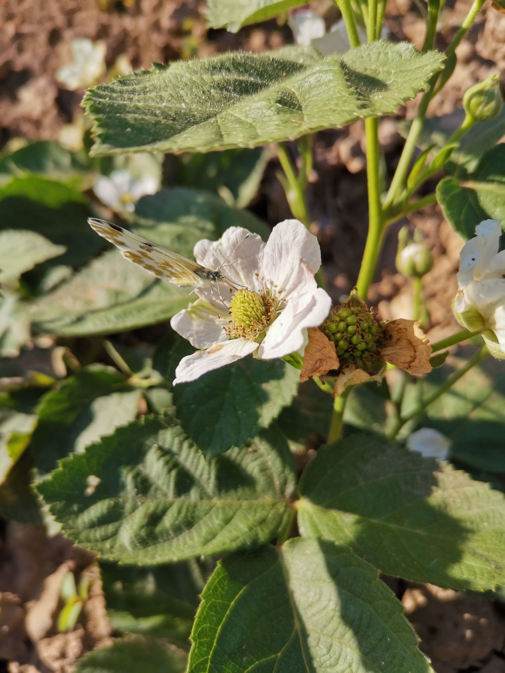  黑莓苗新品种价格