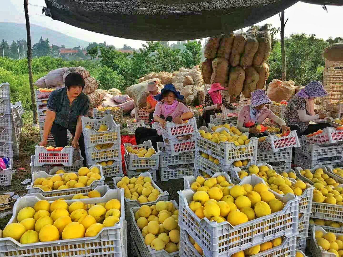  甜黄金黄桃蜜桃包甜果园直发
