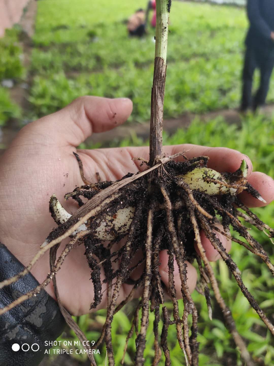 白芨种苗陕西秦岭地鲜货药材种苗白芨苗紫花白芨苗