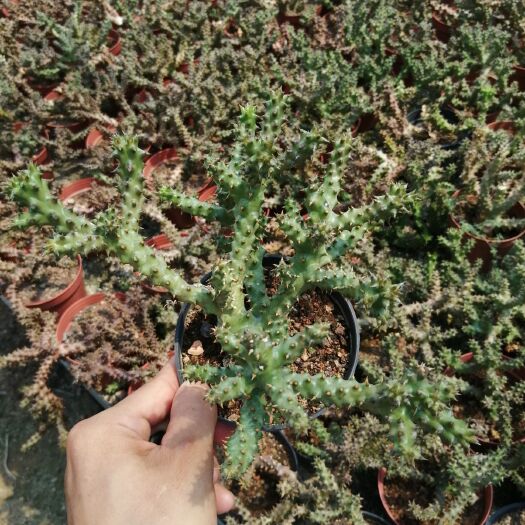 漳州多肉植物波斯地毯 波斯地毯一箱24盆