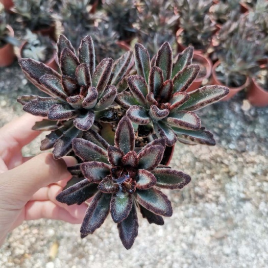 漳州多肉植物巧克力兔 巧克力兔一箱24盆/15盆都是115元