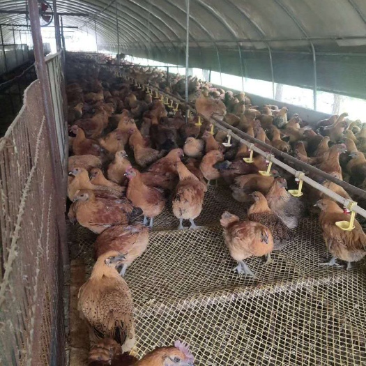 昆明 快大乌鸡苗，