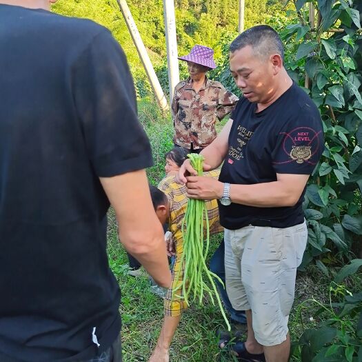 乐业县绿龙豆角 40cm~70cm