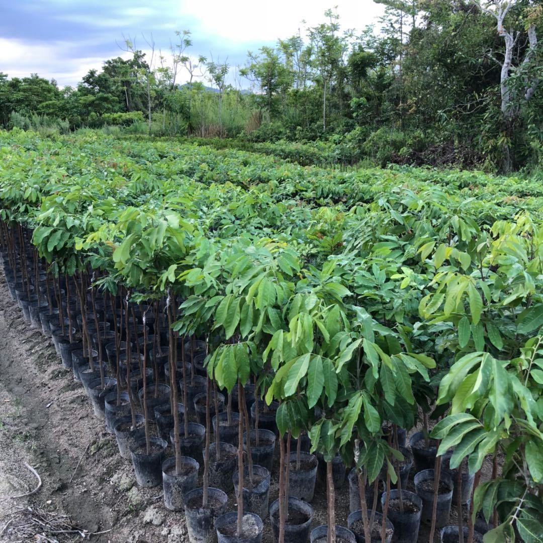 四季無核龍眼苗嫁接桂圓果樹苗南北方種植盆栽儲良石硤龍眼樹苗