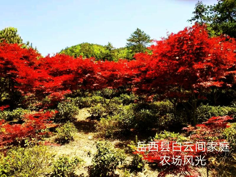  大别山石关福地长年供应岳西翠兰系列。翠兰。红茶。绿茶。
