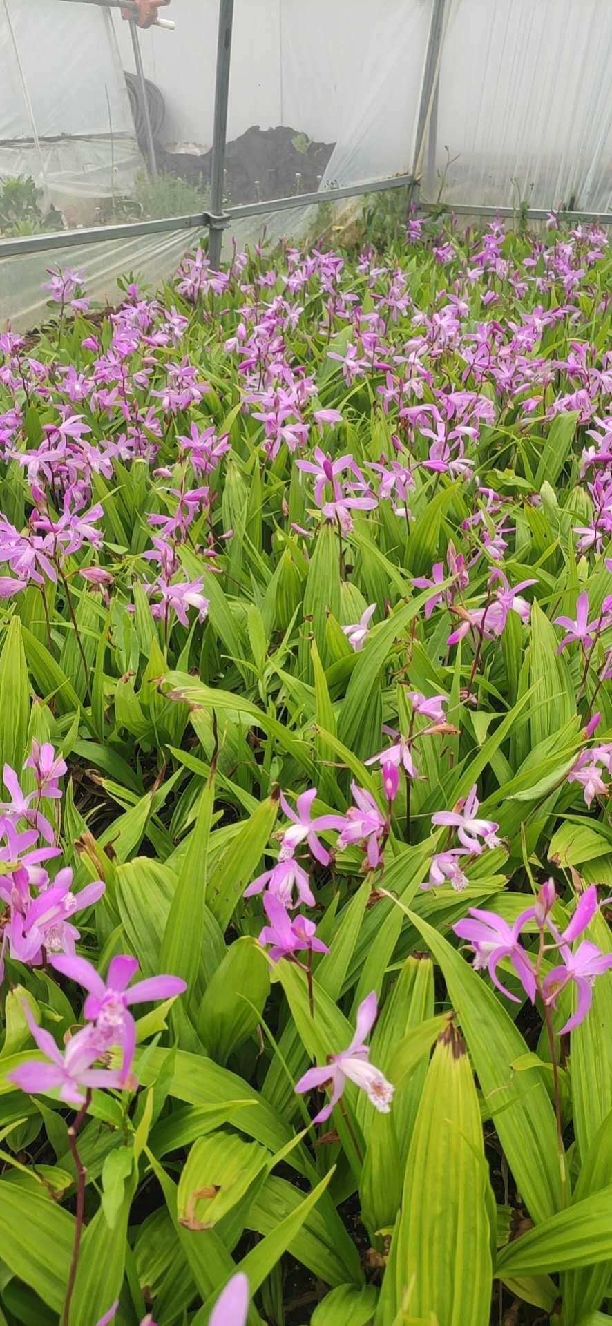 白芨种苗陕西秦岭地鲜货药材种苗白芨苗紫花白芨苗