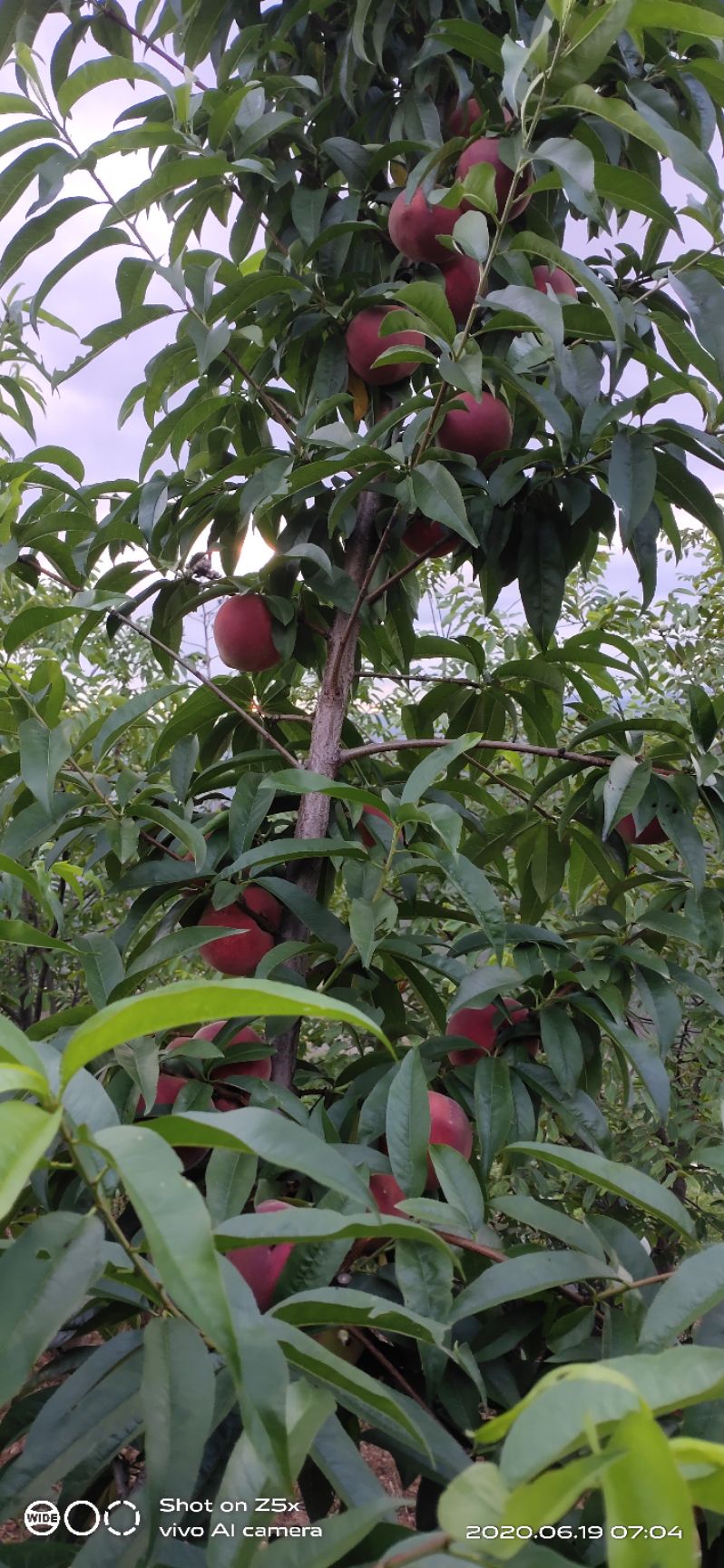  胭脂脆桃绿色离核味香甜每盒五斤六十元