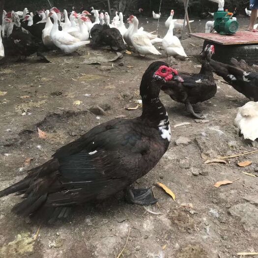 贵阳黑番鸭苗  番鸭种苗 零售发快递10只起发