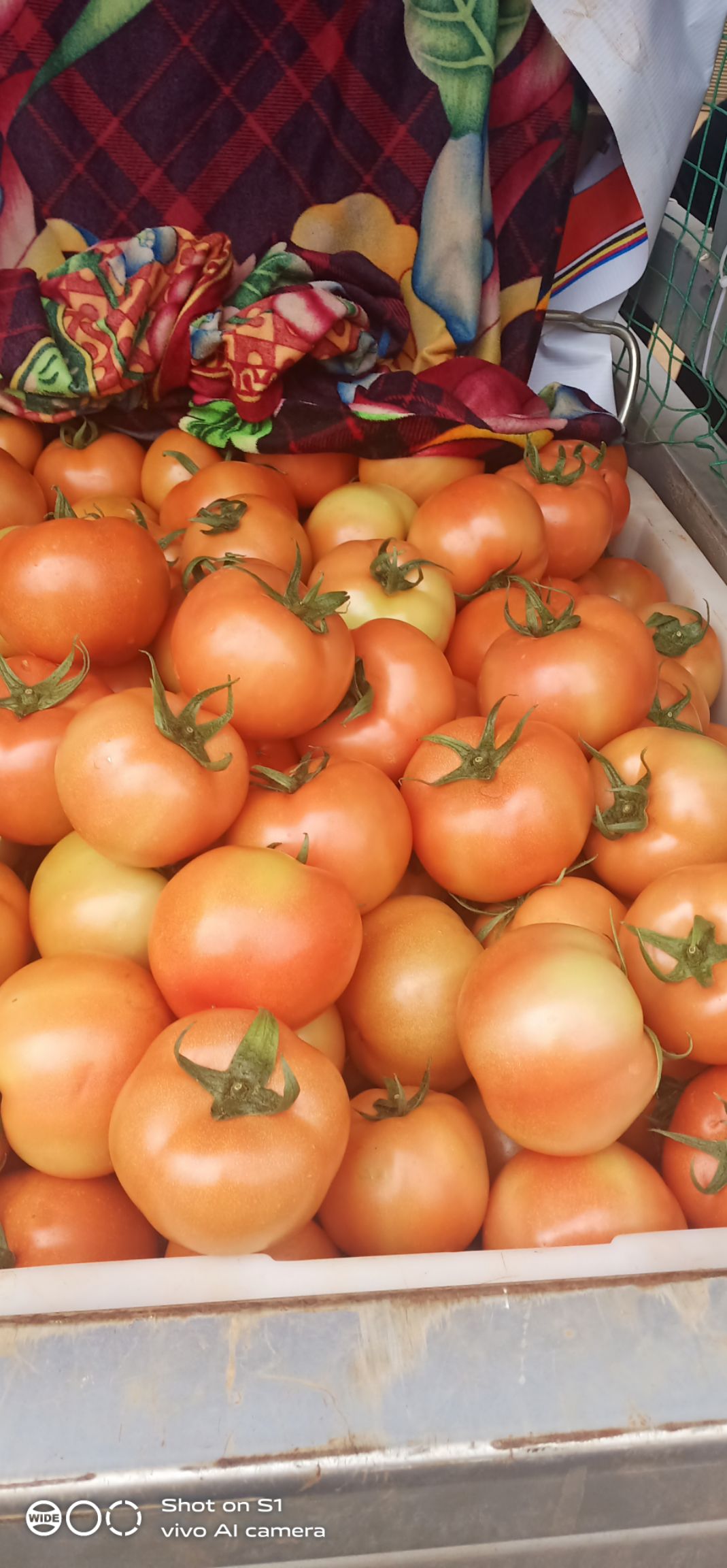 大红西红柿  西红柿石头果，石头果