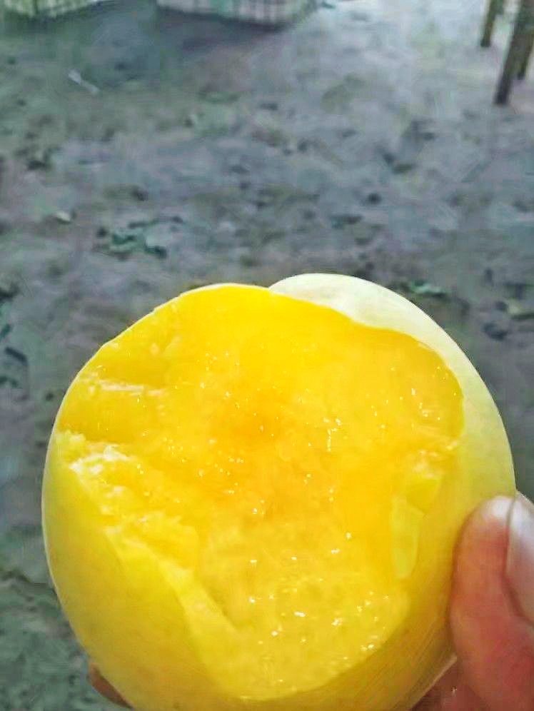  甜黄金黄桃蜜桃包甜果园直发