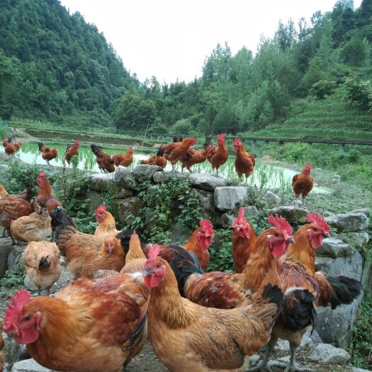 酉阳 散养土鸡  肉质优美