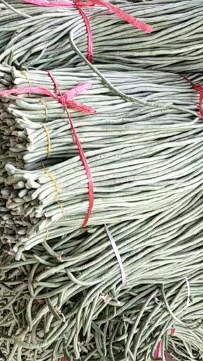 保定白条豆角  保定清苑大棚长豆角大量上市