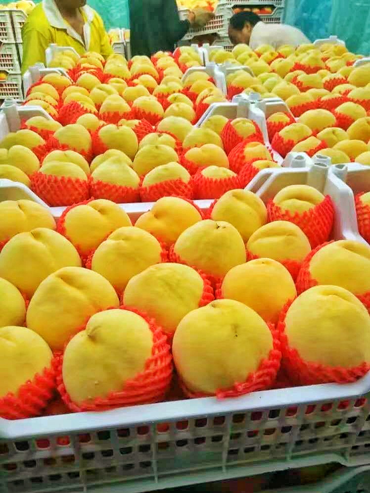  甜黄金黄桃蜜桃包甜果园直发