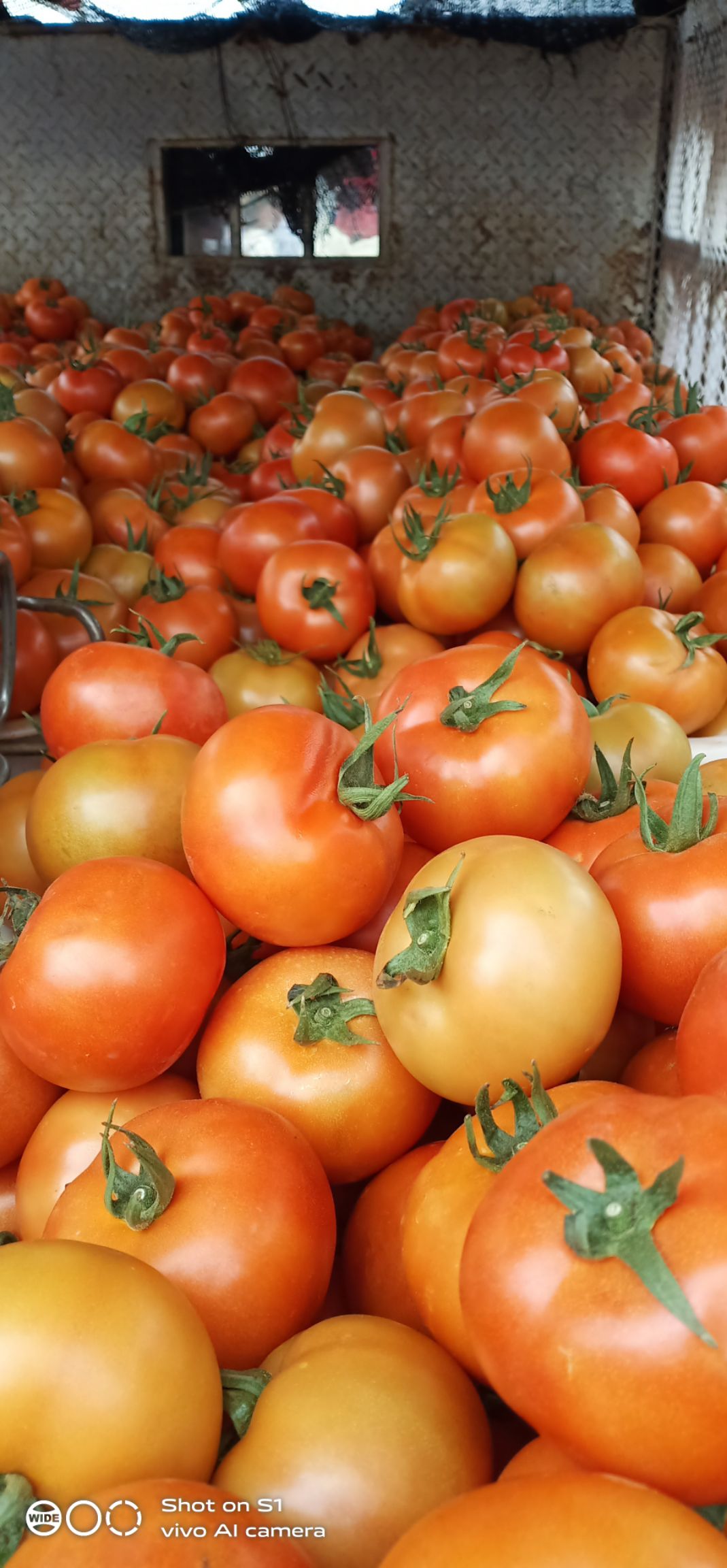 大红西红柿  西红柿石头果，石头果