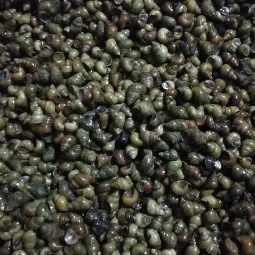 信阳螺蛳 饲料螺。水蛭开口螺。