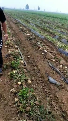 邱县荷兰15号土豆 统货