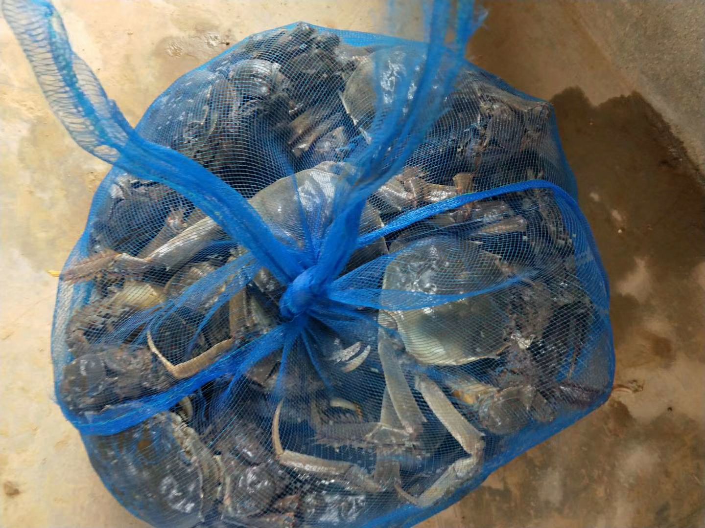 豆苗 大闸蟹豆苗/蟹苗/7母9公大母本/自带母本培育硬规格