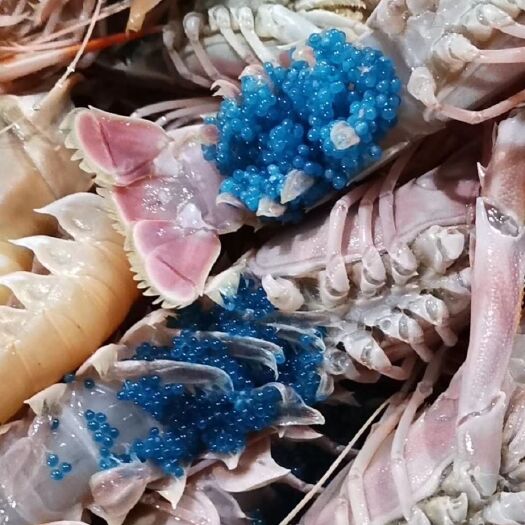 北海 自家船捕东海鳌虾