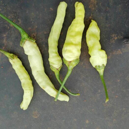 马关县 泡椒