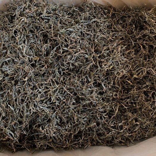 思茅普洱老乌山茶（老树春茶）
