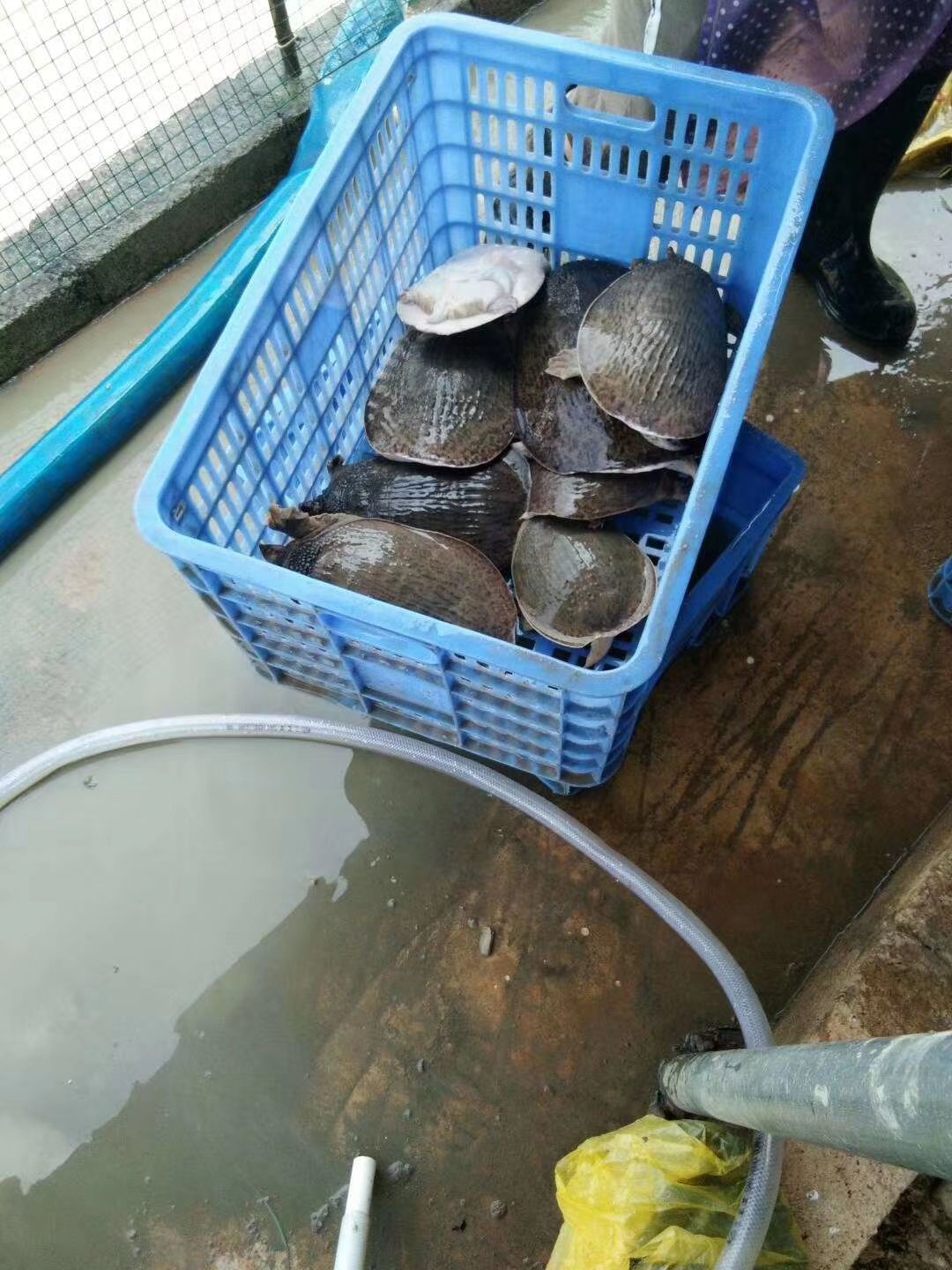  甲鱼苗，黄沙甲鱼，可视频验货场地直销