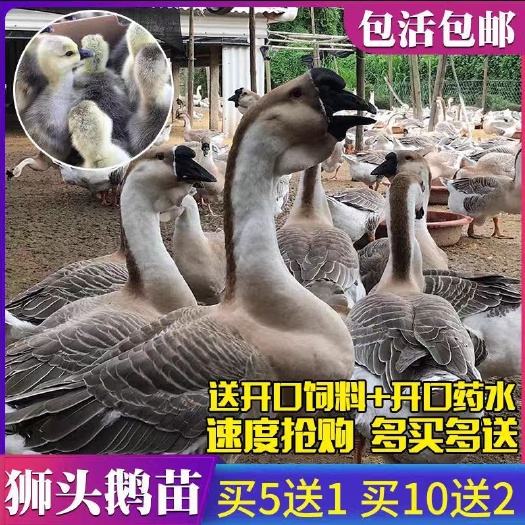 新沂市狮头鹅苗